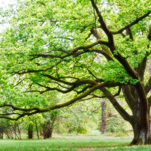 綠色清新墻布 自粘壁紙沙發(fā)背景墻 大樹無(wú)縫壁畫 臥室電視背景墻